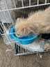 柒哦猫碗宠物碗食盆不锈钢猫咪悬挂式挂笼子猫粮兔子盆狗碗防打翻水碗 青春蓝小号【单食盆】 实拍图