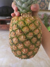 佳农 黑钻菠萝1粒装 菲律宾凤梨 净重2斤起 生鲜水果 源头直发 包邮 实拍图