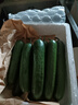 京鲜生 精品嫩水果黄瓜 净1.6斤单果70g左右 水嫩精选幼瓜 源头直发 实拍图