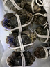 【活蟹】阳澄联合鲜活大闸蟹全母3.5-3.8两 10只螃蟹大只去绳足重海鲜礼盒源头直发 实拍图