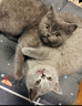 优瑞派猫粮幼猫成猫美短英短蓝猫布偶加菲猫专用流浪猫全价猫粮鱼肉味 经典猫粮牛肉味20斤丨送猫粮1斤 实拍图