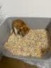 奥莉特猫砂豆腐猫砂除臭低尘可冲厕混合猫砂大袋囤货装猫咪用品 彩色豆腐猫砂【豆腐随机】 10斤 实拍图
