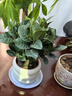 绿有意 绿植花卉办公室客厅桌面盆栽摆件简约创意网红北欧绿植ins云朵盆 栀子花+甜甜圈PET树脂盆+托盘+肥料 北欧风格网红绿植 实拍图