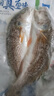 仙泉湖三去斑点尾鲈鱼1斤单条净膛后冷冻肉厚刺少 海鲜水产生鲜食材 实拍图