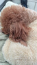 智宙泰迪衣服狗狗衣服宠物小型犬狗狗衣服秋冬季保暖比熊博美幼犬加厚 浅棕色L码（建议6-8.5斤） 升级优质珊瑚绒-【加绒加厚】 实拍图