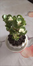 OEMG金钱木盆栽招财植物多肉老桩室内客厅办公室桌面四季好养绿植花卉 玉锦金钱木3-5枝头+（原厂塑料盆） 招财植物 15天包活 实拍图