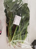 大菠菜300g 实拍图