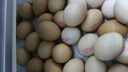 德青源A级鲜鸡蛋32枚2.74斤起无抗生素 谷物喂养  营养早餐家庭礼盒 实拍图