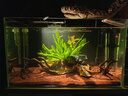 燕之雁鱼缸射灯 水陆雨林缸南美缸射灯LED水草灯 三色可调焦距7.2W 实拍图