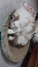 疯狂的主人 猫抓板窝超大号猫玩具猫爪板猫抓盆不掉屑猫窝碗形圆形瓦楞纸 实拍图