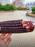 十月稻田 黑糯玉米 3.52斤(220g*8根) 东北甜黏玉米棒 早餐苞米 低脂代餐 实拍图