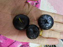 云南高山大蓝莓125g 18mm 实拍图