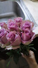 云南鲜花批发品质玫瑰百合水养鲜切花送女友水养鲜花源头直发 紫玫瑰-10支（花苞小不定品种） 【任选2件—不收运費】 实拍图
