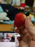 京鲜生 丹东99红颜奶油草莓 1.8斤礼盒装 300g*3盒 单果14-20g 生鲜水果 实拍图