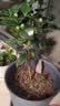 泰西丝爬藤月季花树苗阳台花卉庭院绿植四季浓香室内外蔷薇玫瑰源头直发 实拍图