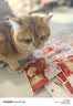 珍致（FancyFeast）珍致猫条猫零食喵酱之吻泰国进口软罐头成幼猫湿粮 【鸡肉+苹果40g*10】 实拍图