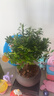开时果 小叶赤楠盆景摆件 办公室桌面绿植花卉好养盆栽植物源头直发包邮 【热销款】舍得紫砂盆+黑石+底座 实拍图