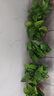 双盟 绿萝盆栽除甲醛花卉绿植办公室新房净化空气110款10盆装源头直发 实拍图