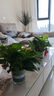 双盟绿萝盆栽除甲醛花卉绿植办公室新房净化空气 120款10盆源头直发 实拍图