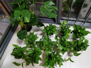双盟绿萝盆栽除甲醛花卉绿植办公室新房净化空气 120款10盆源头直发 实拍图
