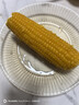 东北农嫂黄糯玉米软糯香吉林原产粘玉米真空低脂饱腹粗粮代餐 【爆款推荐】黄糯玉米1.25kg约5根 实拍图