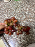 京觅 克伦生无籽红提葡萄 净重3斤 皮薄酸甜 新鲜水晶水果 源头直发 实拍图