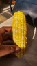 滇味十足（DIANWEISHIZU）水果玉米甜玉米云南金银双色新鲜甜嫩水果玉米棒鲜玉米茄果瓜 金银双色 净重2斤（约3-5根） 实拍图