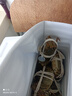 【活蟹】阳澄联合鲜活大闸蟹现货全母2.5-2.8两 10只生鲜螃蟹去绳足重年货礼盒源头直发 实拍图