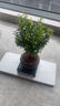 开时果 小叶赤楠盆景摆件 办公室桌面绿植花卉好养盆栽植物源头直发包邮 【热销款】舍得紫砂盆+黑石+底座 实拍图