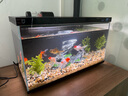 米家（MIJIA）小米米家智能生态鱼缸还原自然生态补仓一次三月无忧出差旅行必备 实拍图