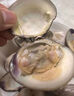 鲜京采 鲜活美贝 17-22粒/斤 净重5斤 蛤蜊花蛤生鲜海鲜 源头直发 实拍图