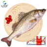 仙泉湖三去大白蕉海鲈鱼2斤/条净膛冷冻刺少肉厚海鲜水产生鲜食材 实拍图