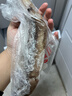 富海锦鲜冻整只大鱿鱼1.6斤 2-3条 火锅烧烤食材 轰炸大鱿鱼软足类 送礼 实拍图