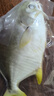 翔泰海南深海金鲳鱼700g 2条 火锅 生鲜鱼类 BAP认证 海鲜水产  实拍图