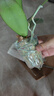 年宵花春节蝴蝶兰盆栽绿植花卉年货装饰过年四季开花大苗好养易活 白美人---【包开花】送营养液2包 带1支花剑 实拍图