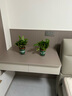 双盟绿萝盆栽除甲醛花卉绿植办公室新房净化空气 120款10盆源头直发 实拍图