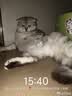 瓜洲牧小鱼干猫咪零食宠物无盐幼猫增肥补钙磨牙猫粮河虾冻干多春鱼 热卖推荐 淡水河鱼100g 实拍图