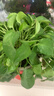 双盟绿萝盆栽除甲醛花卉绿植办公新房净化空气180龙蛋光面4盆源头直发 实拍图