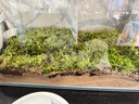 柯必达青苔藓鲜活苔藓微景观植物盆景盆栽水陆缸假山草造景材料白 大灰藓(15*8)cm 10盒 实拍图