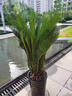 临雅铁树盆栽大型盆景办公客厅室内树苗树木绿植物1m含盆源头直发 实拍图