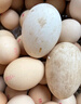 绿田逐 鹅蛋新鲜6枚散养土鹅蛋生鲜净重1.3斤生鹅蛋源头直发 实拍图