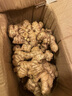 正宗云南罗平新鲜小黄姜老姜生姜月子入药泡脚煲汤姜枣膏炒菜调料 2年老小黄姜5斤【药食两用】 实拍图