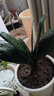 大盆君子兰盆栽名贵国宝级花卉苗绿植物圆头和尚室内客厅四季好养 大苗当年开花】12-14片叶子+带土 送肥料 实拍图