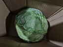 包菜新鲜卷心菜大头菜农户自种当季绿叶蔬菜绿甘蓝 绿甘蓝 3斤 实拍图