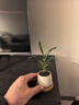 八芽迷你盆栽绿植室内桌面办公室好养花卉小盆景四季常青植物净化空气 罗汉松-白小雪梨盆-竹底托 带盆栽好 实拍图