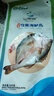 仙泉湖三去白蕉海鲈鱼1斤/条净膛冷冻刺少肉厚珠海特产500g生鲜食材 实拍图