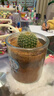 多肉植物仙人掌盆栽室内肉肉仙人球小盆栽开花可爱桌面绿植 金冠+玻璃盆+黄金砂+营养土 含盆 实拍图
