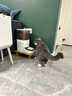 霍曼（Homerun）Real智能自动喂食器猫粮狗粮定时猫咪自动投食机（不锈钢碗） 实拍图