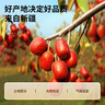 同仁堂品牌 北京同仁堂红枣片180g/瓶新疆原产大枣无核红枣干礼品 实拍图