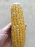 京鲜生甘肃水果玉米220g*8棒真空甜玉米棒低脂代餐免煮开袋即食源头直发 实拍图